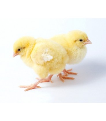 sachet opaque blanc de 1 kilo de poussin 