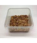 VERS DE FARINE VIVANTS (jumbo) 50 Gr