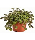 Pack Plantes tortues Terrestres