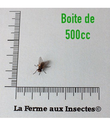 Mouches Aptères