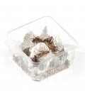 Pack économique de 5 boîtes de Grillons domestiques adulte T8 pour reptiles - La Ferme aux Insectes.