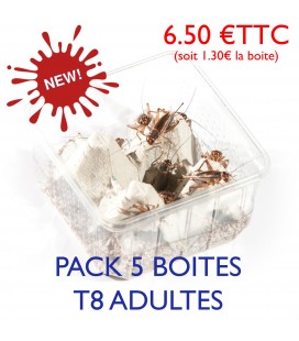 Pack économique de 5 boîtes de Grillons domestiques adulte T8 pour reptiles - La Ferme aux Insectes.