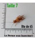 Pack éco de 5 boites grillons domestiques vivants subadultes T7 - La Ferme aux Insectes.