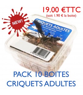 CRIQUETS ADULTES (pack 10 boites)