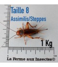 "Carton de 1 kg de Grillons Assimilis des steppes adulte T8 pour reptiles"