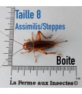 Boite de Grillons Assimilis des steppes adulte T8 pour reptiles - La Ferme aux Insectes.