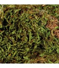 Mousse pour terrarium, substrat pour terrarium humide 200gr trixie