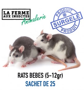 Ecopack bébé rats par 25