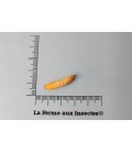 TEIGNES vivantes 40gr