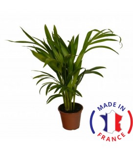 ARECA (Plante térrarium tropicale)
