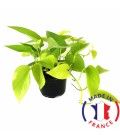 SCINDAPSUS Aureus Pothos (plante terrarium)