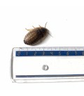 Boîte de 1 kilo de blattes Dubias subadultes pour reptiles - La Ferme aux Insectes.