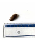 Boîte de blattes Dubias moyennes de taille 2 cm pour reptiles - La Ferme aux Insectes