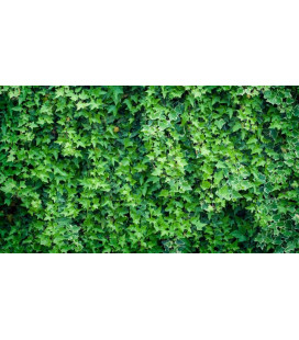 LIERRE vert (Plante de terrarium)