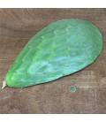 Raquette de Figuier de barabrie (+/- 1 à 2 kilos pièce)