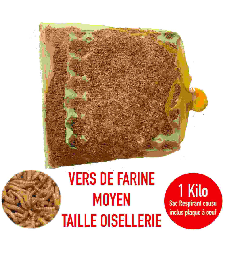Vers de farine mini vivants - St Laurent