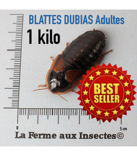 Boîte de 1 kilo de Blattes Dubias adultes pour reptiles - La Ferme aux Insectes