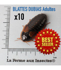 Boite de 10 blattes Dubias adultes pour reptiles - Alimentation pour reptiles - La Ferme aux Insectes
