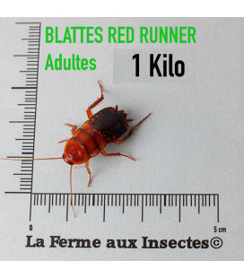 Red Runner 1 kilo