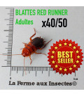 Boite de blattes red runner, Shellfordella tartara pour tous types de reptiles.