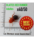 Blatte Red Runner (Shellfordella tartara) pour tous types de reptiles