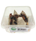Boite de blattes red runner Shellfordella tartara pour tous types de reptiles - La Ferme aux Insectes.