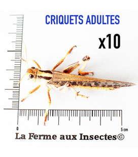Boite de 10 criquets migrateurs adultes de La Ferme aux Insectes.