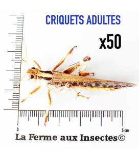 Carton de 50 Criquets Adultes -La Ferme aux Insectes
