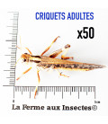Boite de 50 Criquets Adultes - La ferme aux Insectes