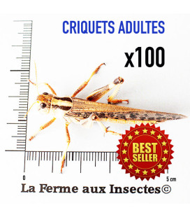 Criquets migrateurs adultes - Carton de 100 - La Ferme aux Insectes.