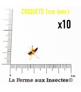 Boite de 10 Criquets Migrateurs entre 0.5 et 1 cm