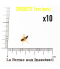 Boîte de 10 criquets migrateurs de 1 cm | La Ferme aux Insectes