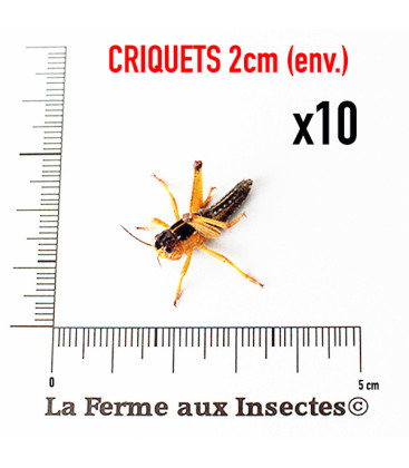 Boite de 10 Criquets Migrateurs 2cm - Nourriture pour Reptiles et Oiseaux - La Ferme aux Insectes