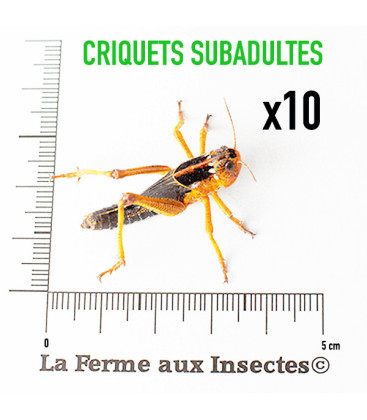 Boite de 10 Criquets Migrateurs subadultes - Nourriture pour reptiles et amphibiens