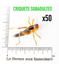 Carton de 50 Criquets Migrateurs subadultes - Alimentation pour reptiles, oiseaux