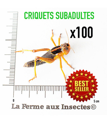 Carton de 100 Criquets Migrateurs subadulte
