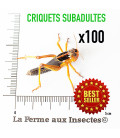 Carton de 100 Criquets Migrateurs subAdulte L