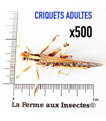Carton de 500 Criquets Migrateurs Adulte XL