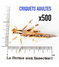 Carton de 500 Criquets Migrateurs Adulte XL