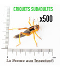 Carton de 500 Criquets Migrateurs subAdulte L - alimentation pour reptiles et oiseaux