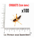 Carton de 100 criquets migrateurs 2 cm
