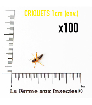 Boite de 100 criquets migrateurs 1 cm - nourriture reptile