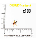 Carton de 100 criquets migrateurs 1CM petit