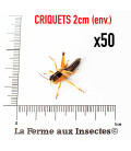 Boite de 50 criquets migrateurs 2 cm pour reptiles juvéniles