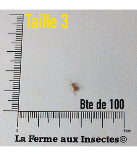 Boite de Grillons Domestiques T3 petits pour reptiles - La Ferme aux Insectes