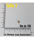Boite de Grillons Domestiques T3 petits