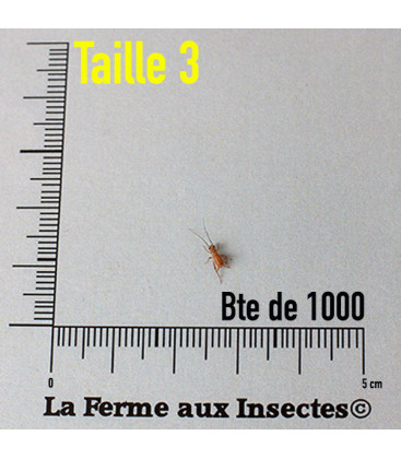 Cylindre de 1000 Grillons Domestiques T3 Petits pour Reptiles - La Ferme aux Insectes
