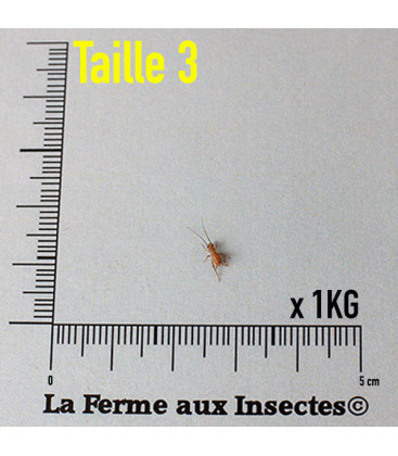 Grillons Domestiques T3 Petits (1 kg)
