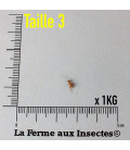 Grillons Domestiques T3 Petits (1 kg)