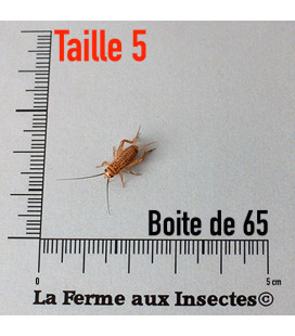 Boîte Grillons Domestiques Moyens T5 - La Ferme aux Insectes - Taille 1cm.